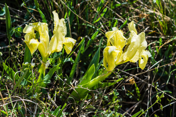 Iridaceae---Iris-pumila---Zwerg-Schwertlilie_8HT2141.jpg