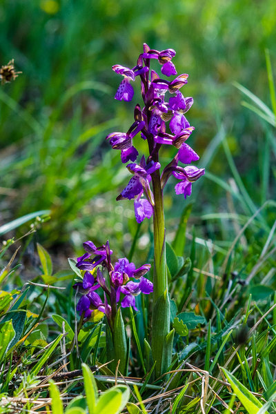 Orchidaceae---Anacamptis-morio---Klein-Hundswurz,-Kleines-Knabenkraut,-Frühes-Knabenkraut_8HT2252.jpg