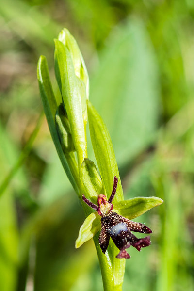 Orchidaceae---Ophrys-insectifera---Fliegen-Ragwurz,-'Fliege'_8HT2380.jpg
