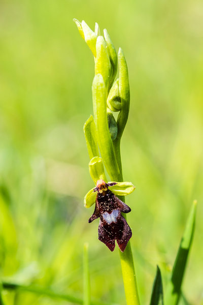 Orchidaceae---Ophrys-insectifera---Fliegen-Ragwurz,-'Fliege'_8HT2396.jpg