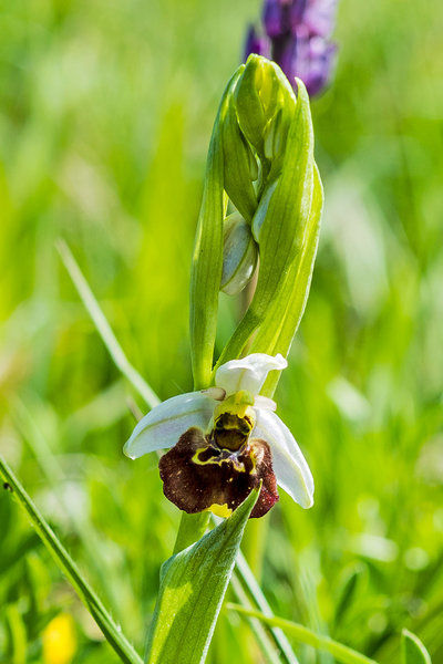 Orchidaceae---Ophrys-holoserica---Hummel-Ragwurz,-'Hummel'_8HT2437.jpg