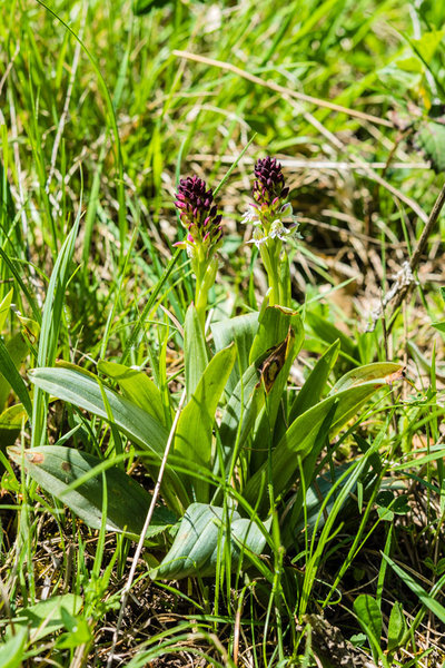 Orchidaceae---Neotinea-ustulata---Brand-Keuschständel_8HT2554.jpg