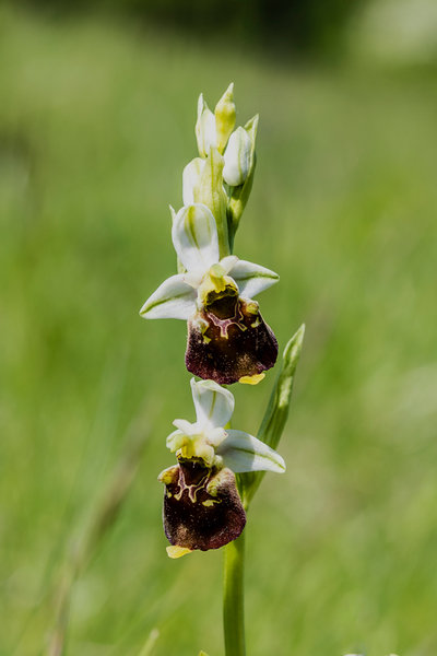 Orchidaceae---Ophrys-holoserica---Hummel-Ragwurz,-'Hummel'_8HT2745.jpg