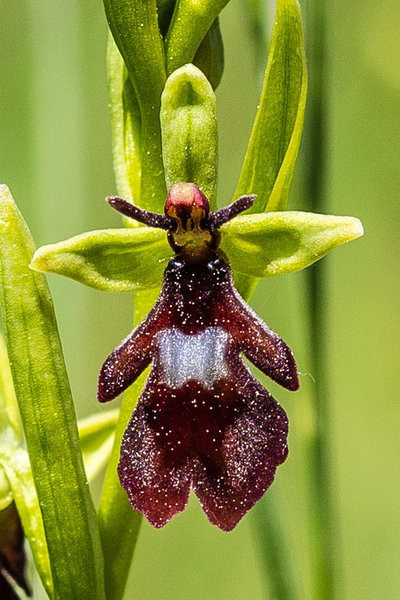 Orchidaceae---Ophrys-insectifera---Fliegen-Ragwurz,-'Fliege'_8HT2772.jpg