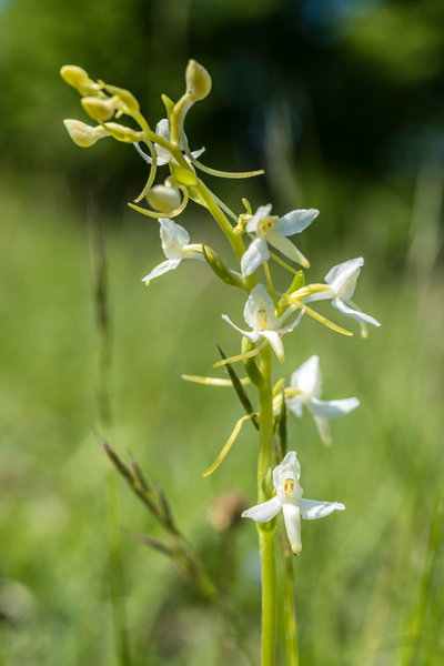 Orchidaceae---Platanthera-bifolia---Weiße-Waldhyazinthe_8HT2705.jpg