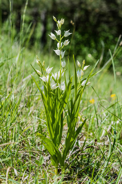 Orchidaceae---Cephalanthera-longifolia---Schmalblatt-Waldvögelein_8HT2828.jpg
