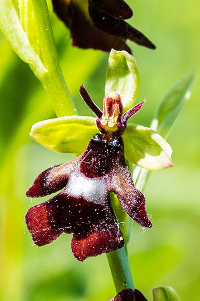 Orchidaceae---Ophrys-insectifera---Fliegen-Ragwurz,-'Fliege'_8HT2633.jpg