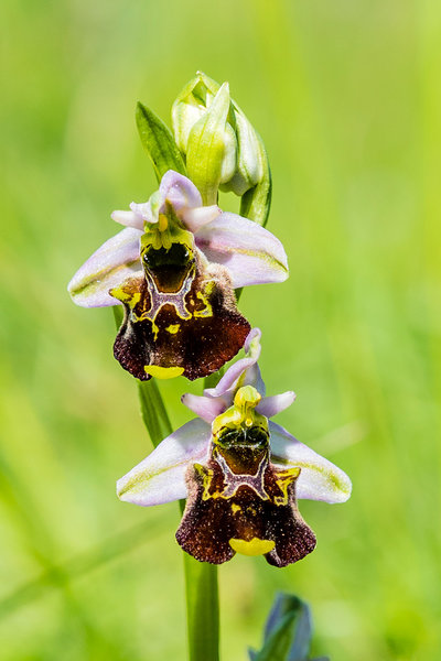 Orchidaceae---Ophrys-holoserica---Hummel-Ragwurz,-'Hummel'_8HT2651.jpg