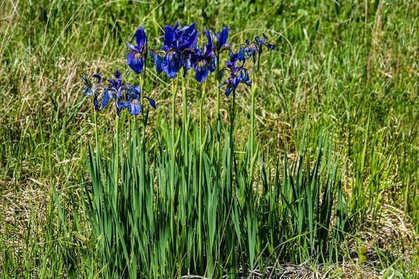 Iridaceae---Iris-sibirica---Sibirische-Schwertlilie_8HT2863.jpg