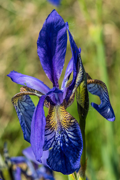 Iridaceae---Iris-sibirica---Sibirische-Schwertlilie_8HT2871.jpg