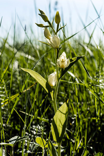 Orchidaceae---Cephalanthera-damasonium---Breitblatt-Waldvögelein_8HT3011.jpg