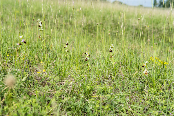Orchidaceae---Ophrys-holoserica---Hummel-Ragwurz,-'Hummel'_8HT3036.jpg