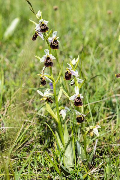 Orchidaceae---Ophrys-holoserica---Hummel-Ragwurz,-'Hummel'_8HT3082.jpg
