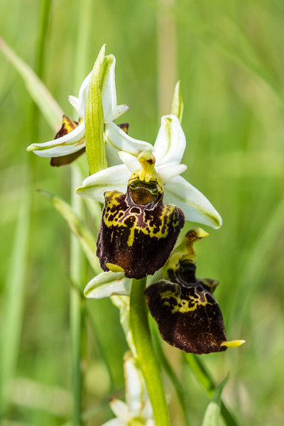 Orchidaceae---Ophrys-holoserica---Hummel-Ragwurz,-'Hummel'_8HT3069.jpg