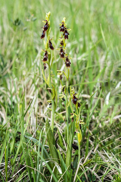 Orchidaceae---Ophrys-insectifera---Fliegen-Ragwurz,-'Fliege'_8HT3139.jpg