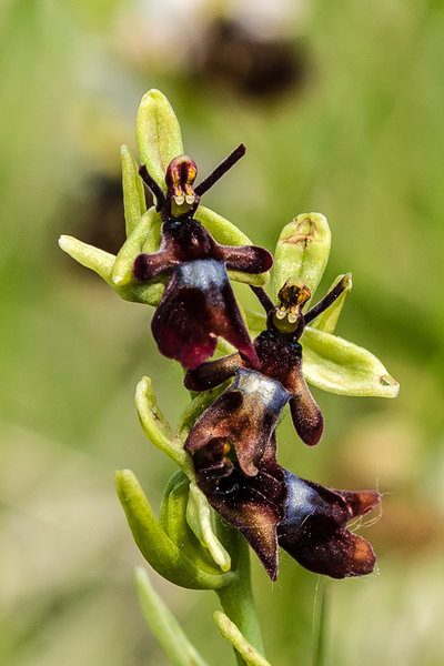 Orchidaceae---Ophrys-insectifera---Fliegen-Ragwurz,-'Fliege'_8HT3110.jpg