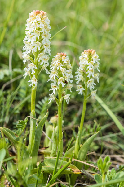 Orchidaceae---Neotinea-ustulata---Brand-Keuschständel-(Albino)_8HT3032.jpg