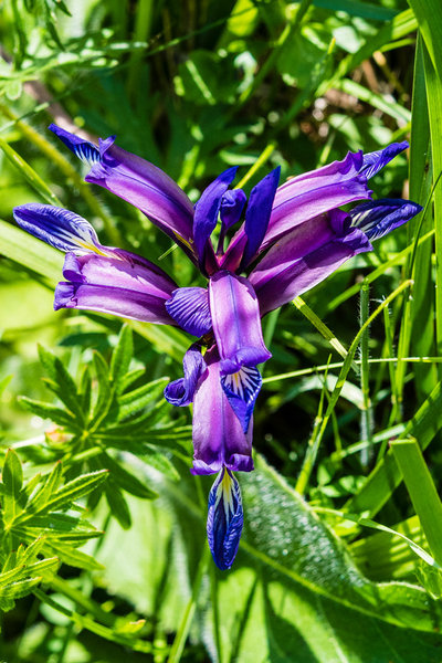 Iridaceae---Iris-graminea---Grasblättrige-Schwertlilie_8HT3305.jpg