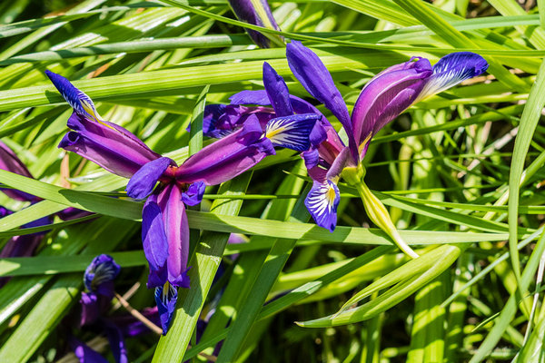 Iridaceae---Iris-graminea---Grasblättrige-Schwertlilie_8HT3325.jpg