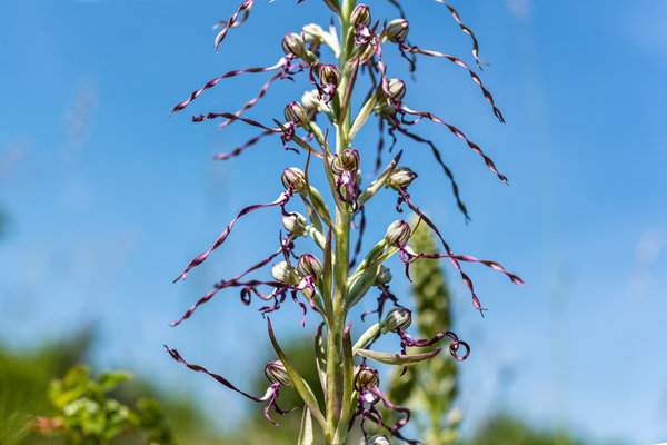 Orchidaceae---Himantoglossum-adriaticum---Adria-Riemenzunge_8HT3555.jpg