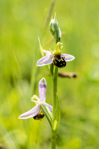 Orchidaceae---Ophrys-apifera---Bienen-Ragwurz,-'Biene'_8HT3735.jpg