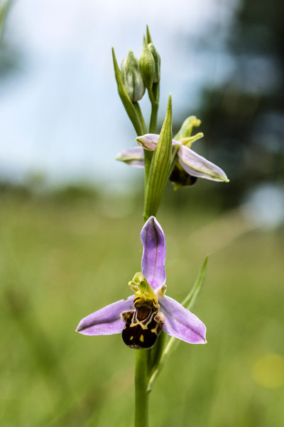 Orchidaceae---Ophrys-apifera---Bienen-Ragwurz,-'Biene'_8HT3756.jpg