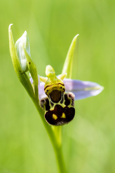 Orchidaceae---Ophrys-apifera---Bienen-Ragwurz,-'Biene'_8HT3723.jpg