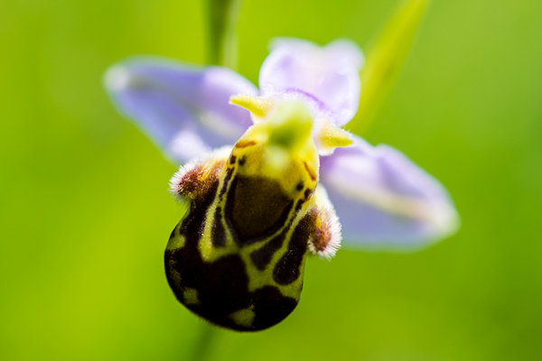 Orchidaceae---Ophrys-apifera---Bienen-Ragwurz,-'Biene'_8HT3684.jpg