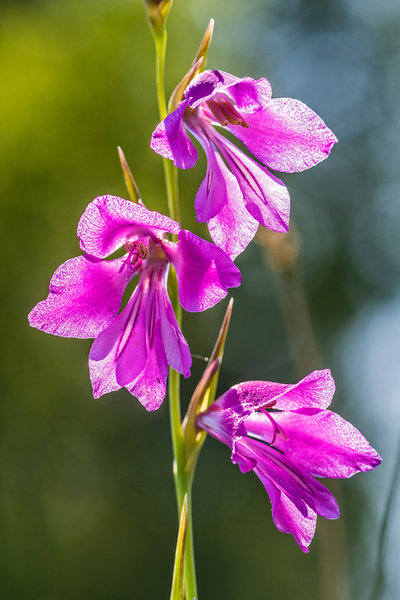 Iridaceae---Gladiolus-palustris---Sumpf-Siegwurz_8HT3912.jpg