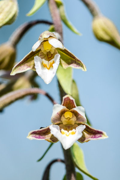 Orchidaceae---Epipactis-palustris---Sumpf-Ständelwurz_8HT3929.jpg