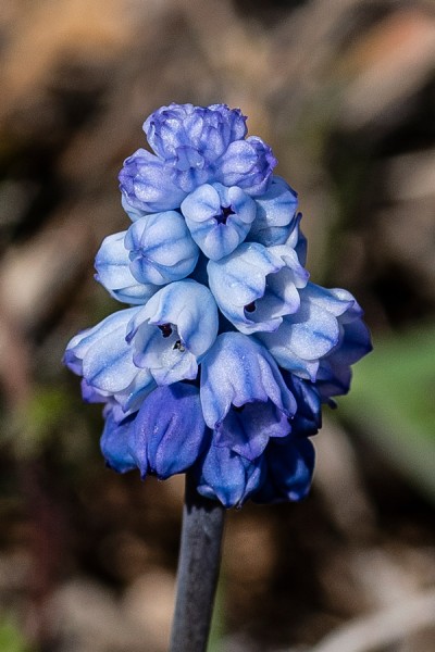 Hyacinthaceae---Muscari-azureum---Himmelblau-Traubenhyazinthe_8HT5228.jpg