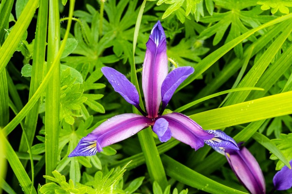 Iridaceae---Iris-graminea---Grasblättrige-Schwertlilie_8HT6774.jpg