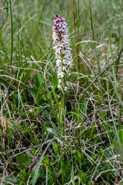 Orchidaceae---Neotinea-ustulata---Brand-Keuschständel_3HT6310.jpg