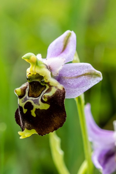Orchidaceae---Ophrys-holoserica---Hummel-Ragwurz,-'Hummel'_8HT7099.jpg