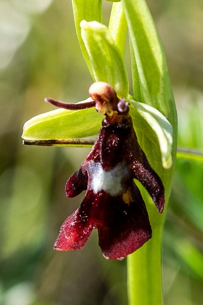 Orchidaceae---Ophrys-insectifera---Fliegen-Ragwurz,-'Fliege'_8HT6638a.jpg