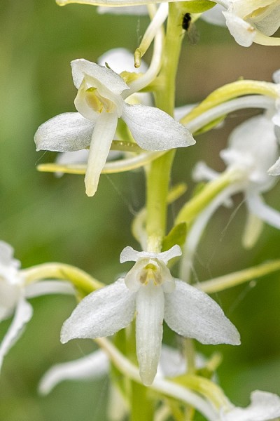 Orchidaceae---Platanthera-bifolia---Weiße-Waldhyazinthe_8HT7112.jpg
