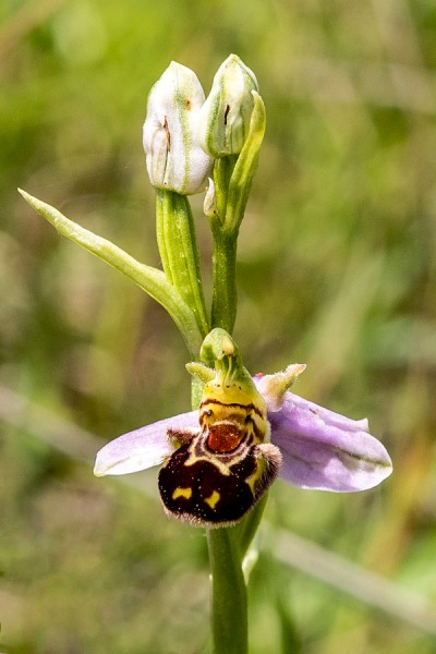 Orchidaceae---Ophrys-apifera---Bienen-Ragwurz,-'Biene'_8HT7551.jpg
