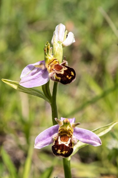 Orchidaceae---Ophrys-apifera---Bienen-Ragwurz,-'Biene'_8HT7529.jpg
