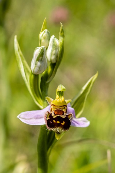 Orchidaceae---Ophrys-holoserica---Hummel-Ragwurz,-'Hummel'_8HT7562.jpg