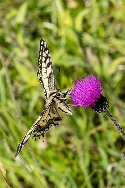 Papillionidae---Papilio-machaon---Schwalbenschwanz_8HT7568.jpg