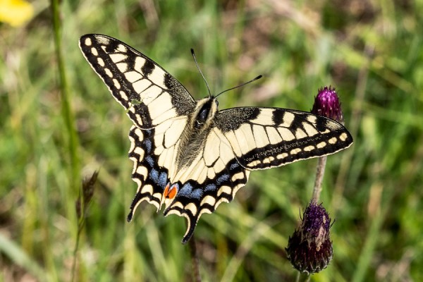 Papillionidae---Papilio-machaon---Schwalbenschwanz_8HT7576.jpg