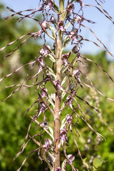 Orchidaceae---Himantoglossum-adriaticum---Adria-Riemenzunge_8HT7612.jpg
