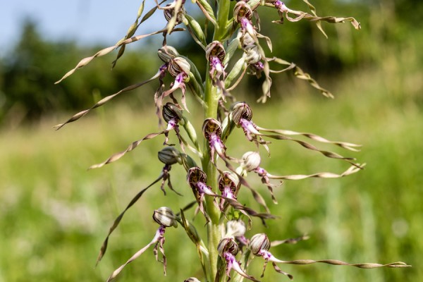 Orchidaceae---Himantoglossum-adriaticum---Adria-Riemenzunge_8HT7616.jpg