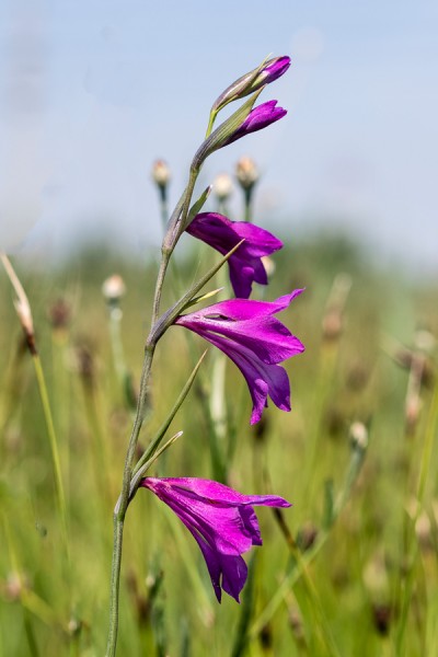 Iridaceae---Gladiolus-palustris---Sumpf-Siegwurz_8HT7688.jpg