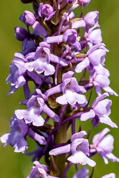 Orchidaceae---Gymnadenia-conopsea---Mücken-Händelwurz_8HT7686.jpg